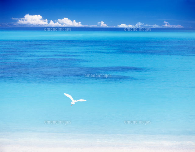 飛び立つ鳥と海 の写真素材 イラスト素材 アマナイメージズ
