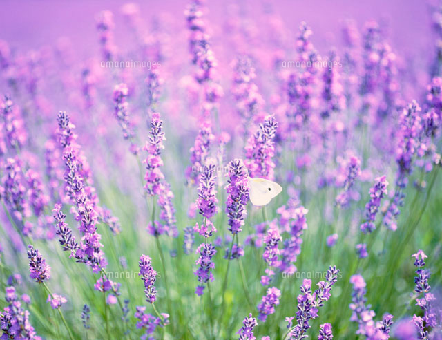 ラベンダーにとまる蝶[25271002469]の写真・イラスト素材｜アマナ