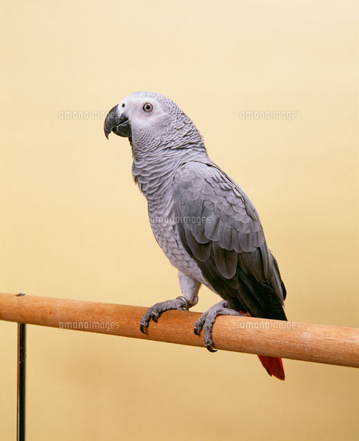 ヨウム アフリカ原産 ペット の写真素材 イラスト素材 アマナイメージズ