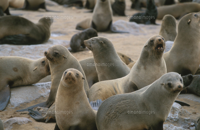ミナミアフリカオットセイ の写真素材 イラスト素材 アマナイメージズ