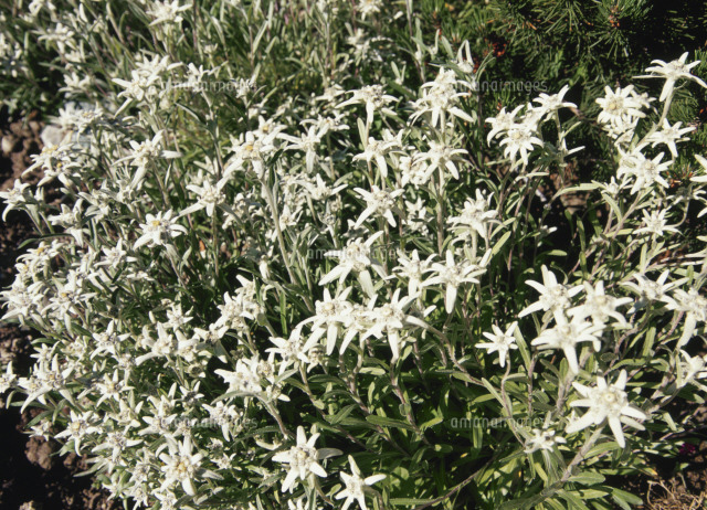 エーデルワイス の写真素材 イラスト素材 アマナイメージズ