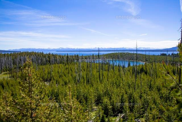 イエローストーンの森林破壊と森林再生 の写真素材 イラスト素材 アマナイメージズ