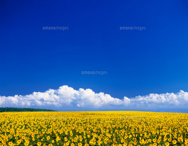 ひまわり畑と夏雲 の写真素材 イラスト素材 アマナイメージズ