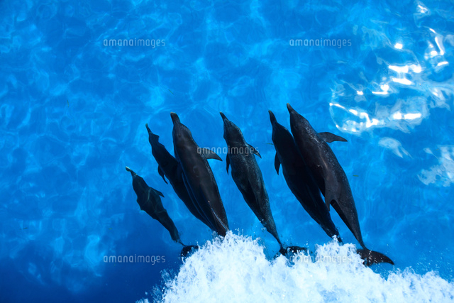 水面下を泳ぐタイセイヨウマダライルカの群れ[25356001778]の写真