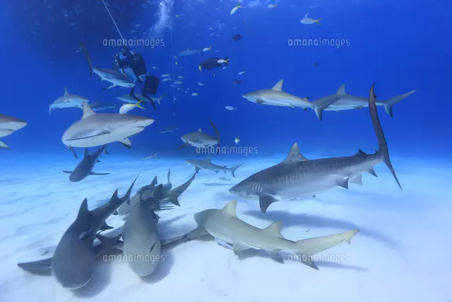 サメの群れと美しい海[25356001863]の写真・イラスト素材｜アマナ