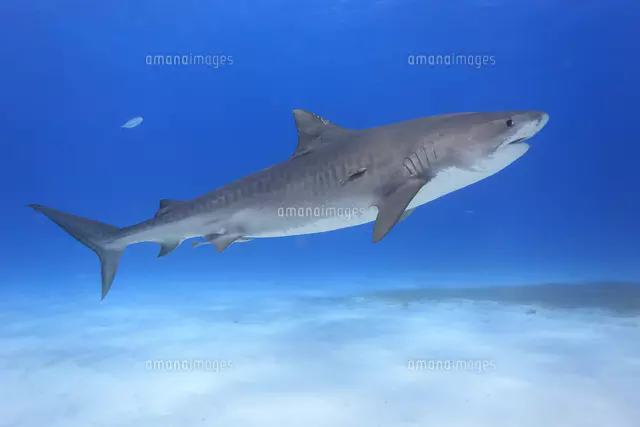タイガーシャーク,サメの群れとダイバー[25356001900]の写真・イラスト