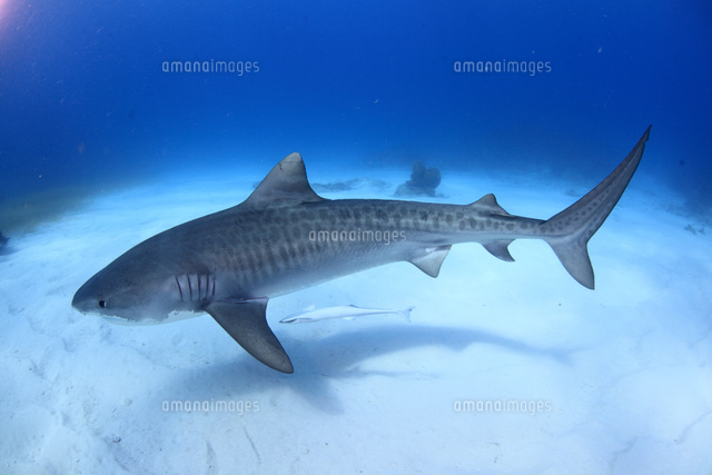 タイガーシャークと美しい海[25356001906]の写真・イラスト素材