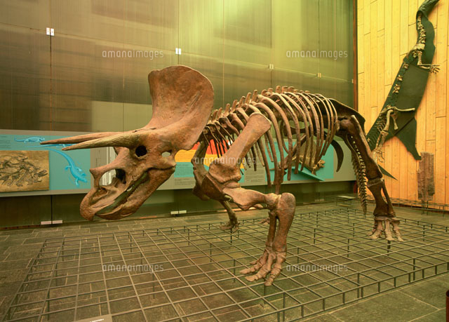 トリセラトプス ゼンケンベルク博物館[25378000713]の写真素材・イラスト素材｜アマナイメージズ