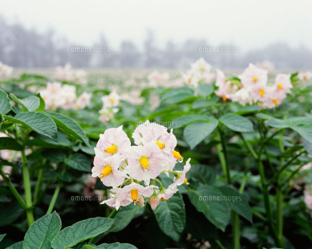 ジャガイモの花 の写真素材 イラスト素材 アマナイメージズ