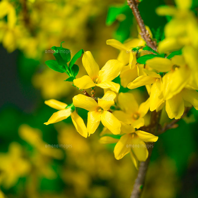 レンギョウ の写真素材 イラスト素材 アマナイメージズ