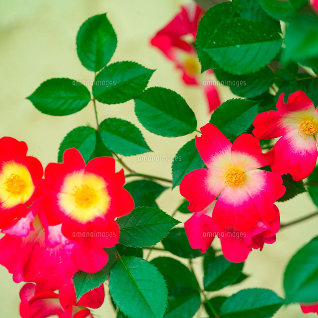 バラ バラ科[25428009223]の写真素材・イラスト素材｜アマナイメージズ