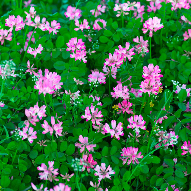 レンゲ マメ科 の写真素材 イラスト素材 アマナイメージズ