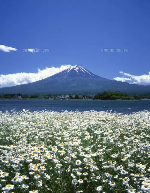 フランス菊と富士山と河口湖[25504001973]の写真・イラスト素材