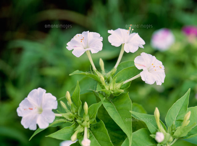 オシロイバナ オシロイバナ科 の写真素材 イラスト素材 アマナイメージズ