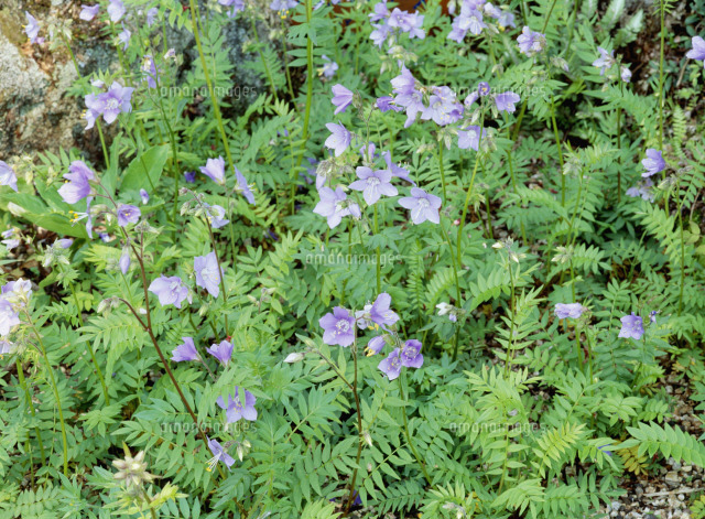 ミヤマハナシノブ ハナシノブ科 の写真素材 イラスト素材 アマナイメージズ