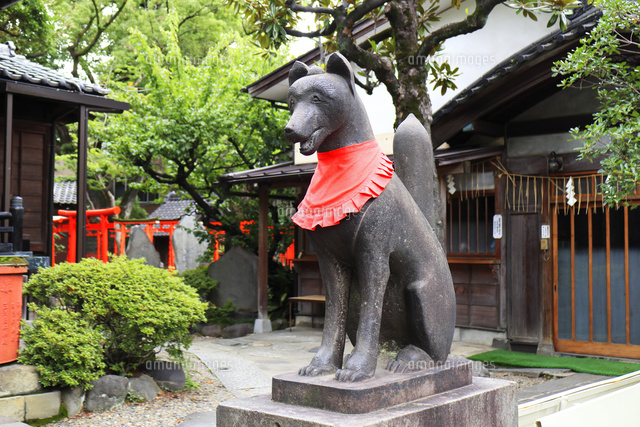 三囲神社 拝殿手前のコンコンさん の写真素材 イラスト素材 アマナイメージズ