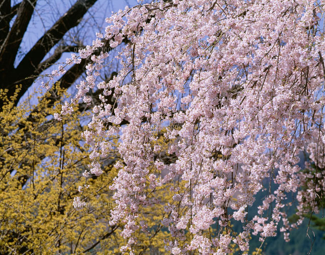 枝垂れ桜[25581001145]の写真素材・イラスト素材｜アマナイメージズ