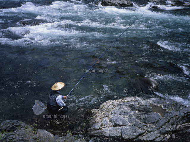 長良川での鮎釣り の写真素材 イラスト素材 アマナイメージズ