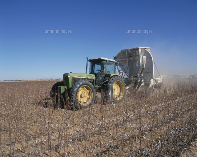 綿花収穫 の写真素材 イラスト素材 アマナイメージズ