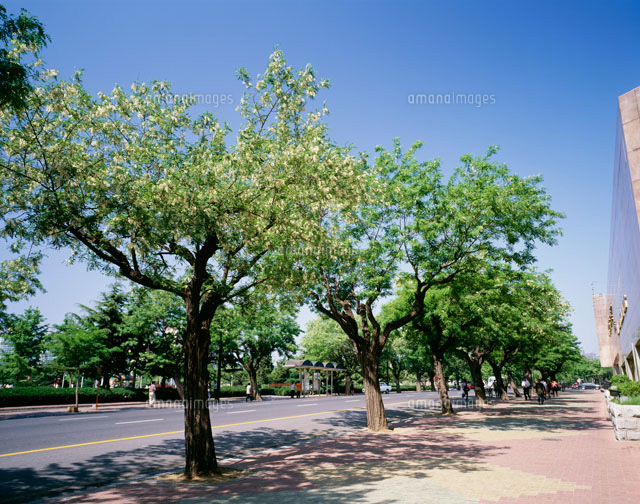 アカシア並木 の写真素材 イラスト素材 アマナイメージズ