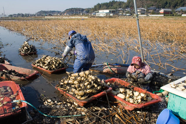 れんこん収穫 の写真素材 イラスト素材 アマナイメージズ