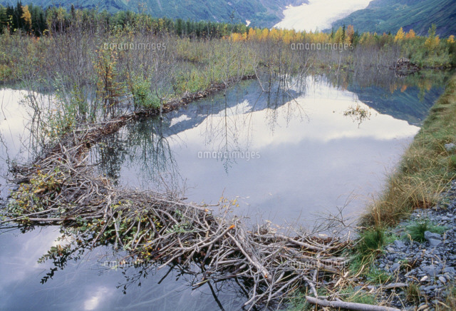 ビーバーダム の写真素材 イラスト素材 アマナイメージズ