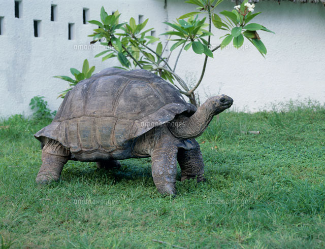 ゾウ亀 の写真素材 イラスト素材 アマナイメージズ