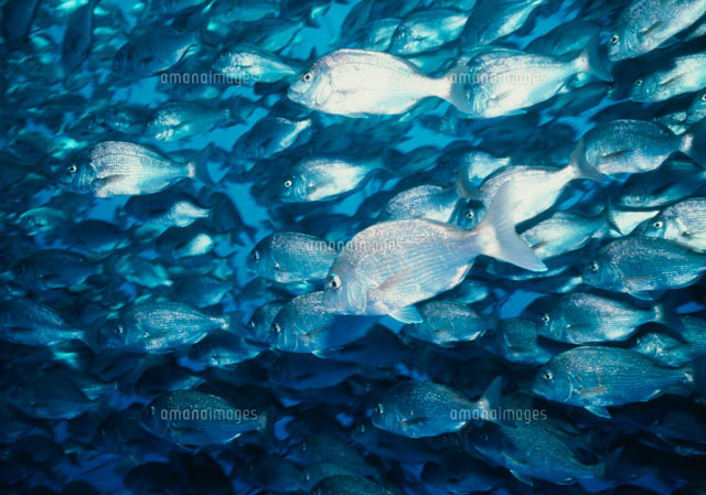 タイの群れ の写真素材 イラスト素材 アマナイメージズ