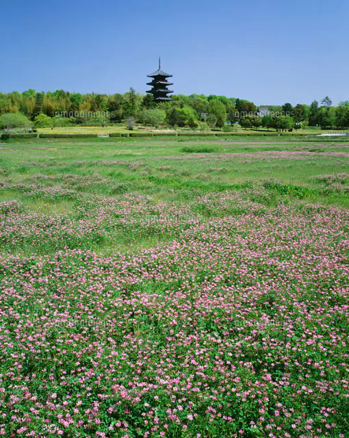 レンゲ畑と蔵王連山[25664002636]の写真・イラスト素材｜アマナイメージズ