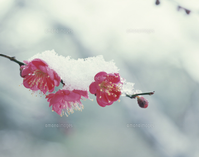 雪の寒紅梅[25664001899]の写真・イラスト素材｜アマナイメージズ