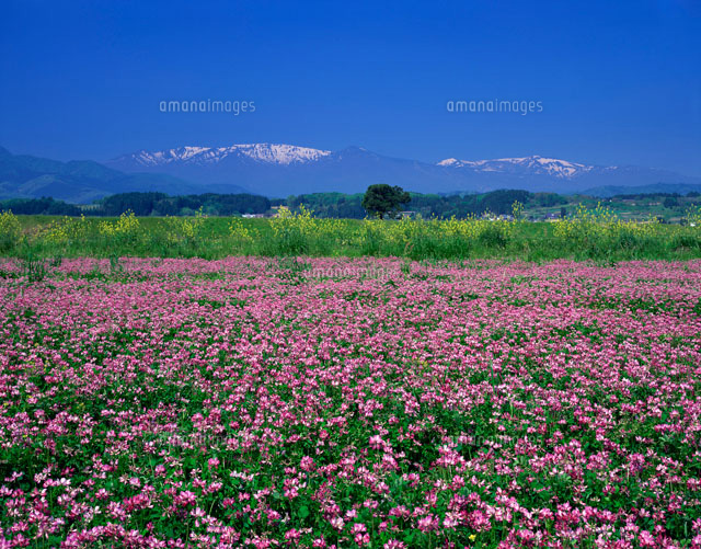 レンゲ畑と蔵王連山[25664002636]の写真・イラスト素材｜アマナイメージズ