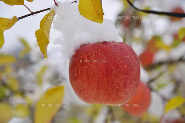 リンゴに雪[25705008934]の写真・イラスト素材｜アマナイメージズ