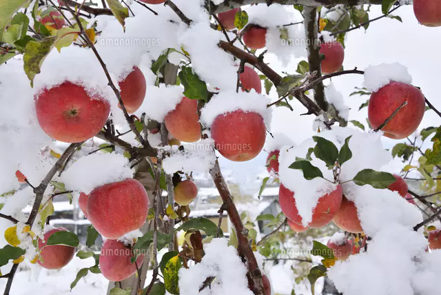 リンゴに雪[25705008934]の写真・イラスト素材｜アマナイメージズ