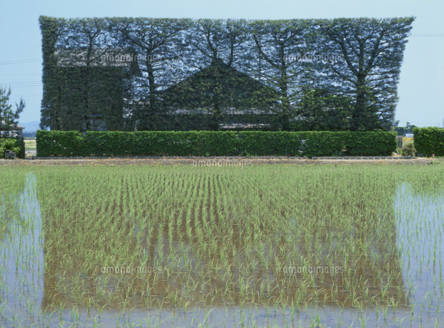 築地松の民家[25714000551]の写真・イラスト素材｜アマナイメージズ