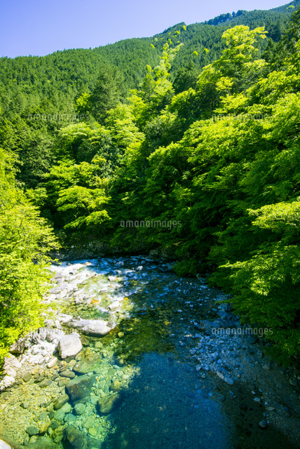 阿寺溪谷と木曽ヒノキ林 の写真素材 イラスト素材 アマナイメージズ