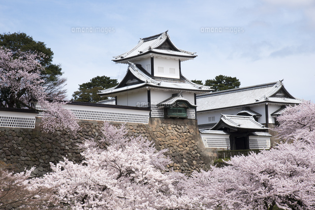 満開の桜と金沢城公園石川門 の写真素材 イラスト素材 アマナイメージズ