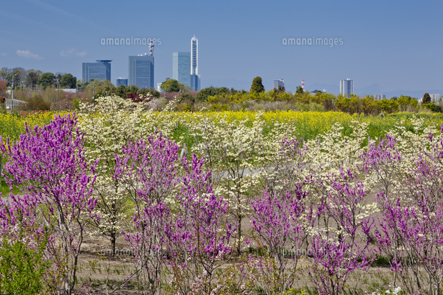 春の花咲く見沼田んぼよりさいたま新都心ビル群 の写真素材 イラスト素材 アマナイメージズ