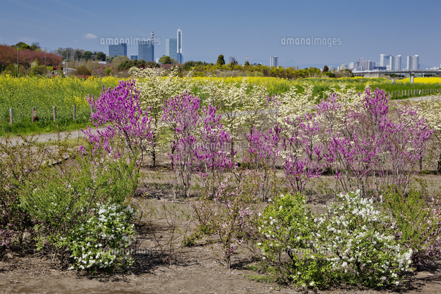 春の花咲く見沼田んぼよりさいたま新都心ビル群 の写真素材 イラスト素材 アマナイメージズ