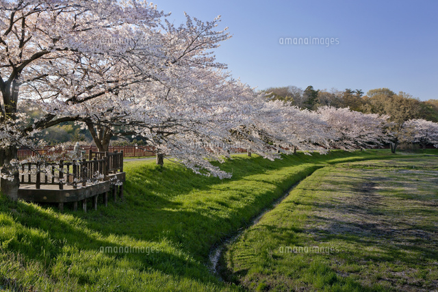 桜並木さま専用 ぶるうさま専用 並木一 「醍醐桜(岡山県)」 木版画