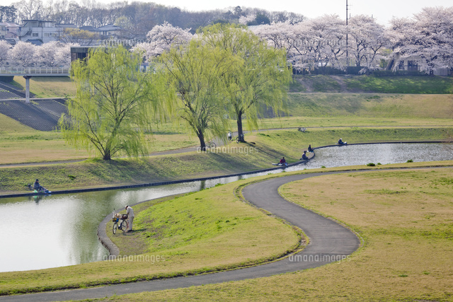 桜咲く大宮第二公園の芝川調整池の釣り人たち の写真素材 イラスト素材 アマナイメージズ