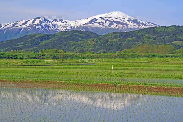 酒田市郊外の水田と鳥海山[25747016552]の写真・イラスト素材｜アマナ