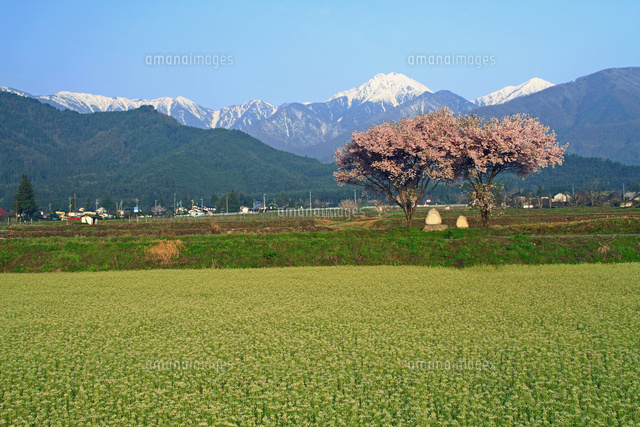 道祖神の桜と北アルプス の写真素材 イラスト素材 アマナイメージズ