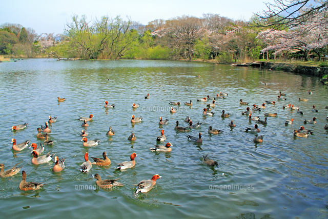 三島池の鴨[25747020754]の写真・イラスト素材｜アマナイメージズ