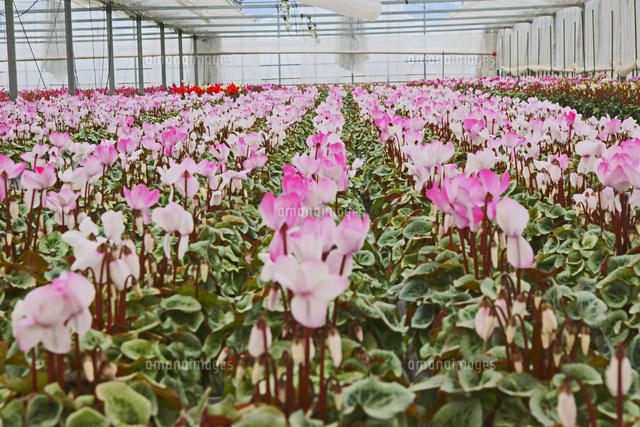 シクラメンの温室栽培 の写真素材 イラスト素材 アマナイメージズ
