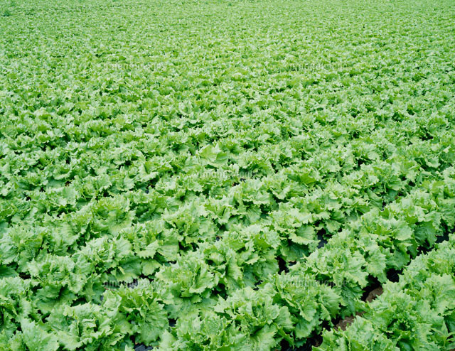 八ヶ岳高原のレタス畑 の写真素材 イラスト素材 アマナイメージズ