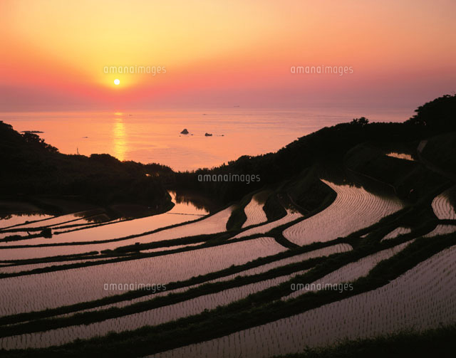 棚田と日本海の夕日 油谷町5月 山口県[25778016328]の写真・イラスト