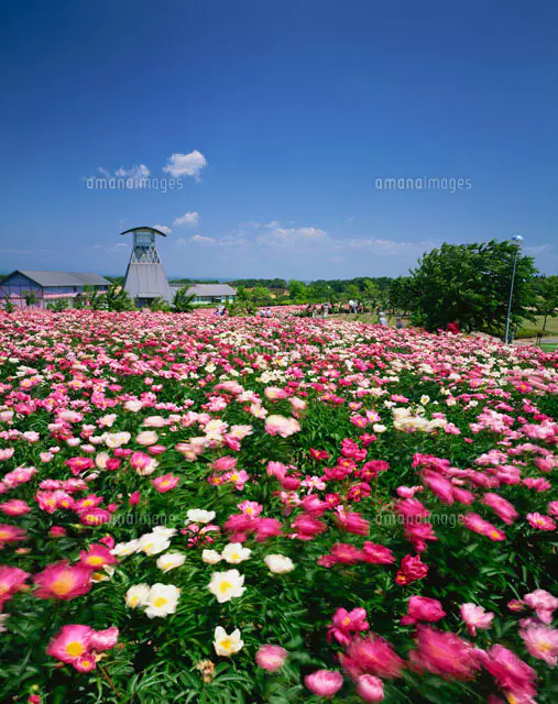 2025年　芍薬畑　確認用ページ Towada Travel - 【鯉艸郷】芍薬まつり2025