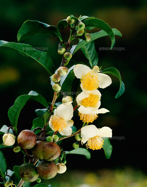 お茶の花 の写真素材 イラスト素材 アマナイメージズ