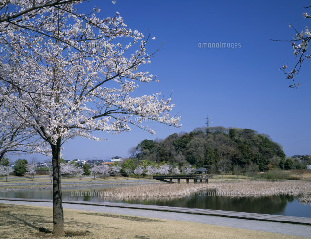 桜咲く21世紀の森の広場 25815011026 の写真素材 イラスト素材 アマナイメージズ