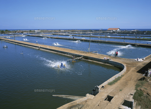 エビ養殖池 の写真素材 イラスト素材 アマナイメージズ
